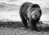 Just another day at the beach for a grizzly, I suppose: