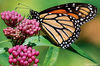 You can help save endangered monarch butterflies -- NWF's certified habitats -- make monarch way stations: