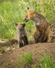 The steely blue eyes of fox kits always tug at my heartstrings: